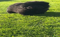 Chow Chow dogs for sale: Amazing chow chow puppies READY NOW  1 left  - Image 13