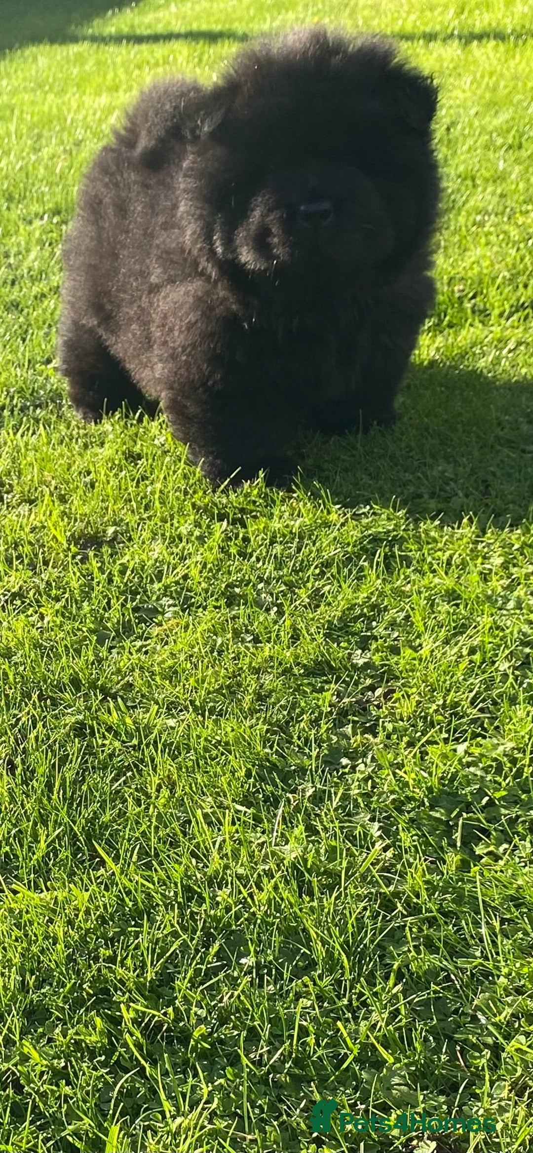 Chow Chow dogs for sale: Amazing chow chow puppies READY NOW  1 left  - Image 13