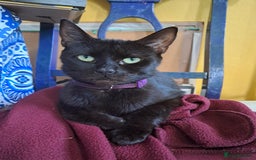 Mixed Breed cats for sale: 3 adorable black and white girls for sale. - Image 1