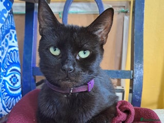 Mixed Breed cats - Advert 35