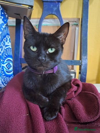 Mixed Breed cats 3 adorable black and white girls for sale. - Advert 19