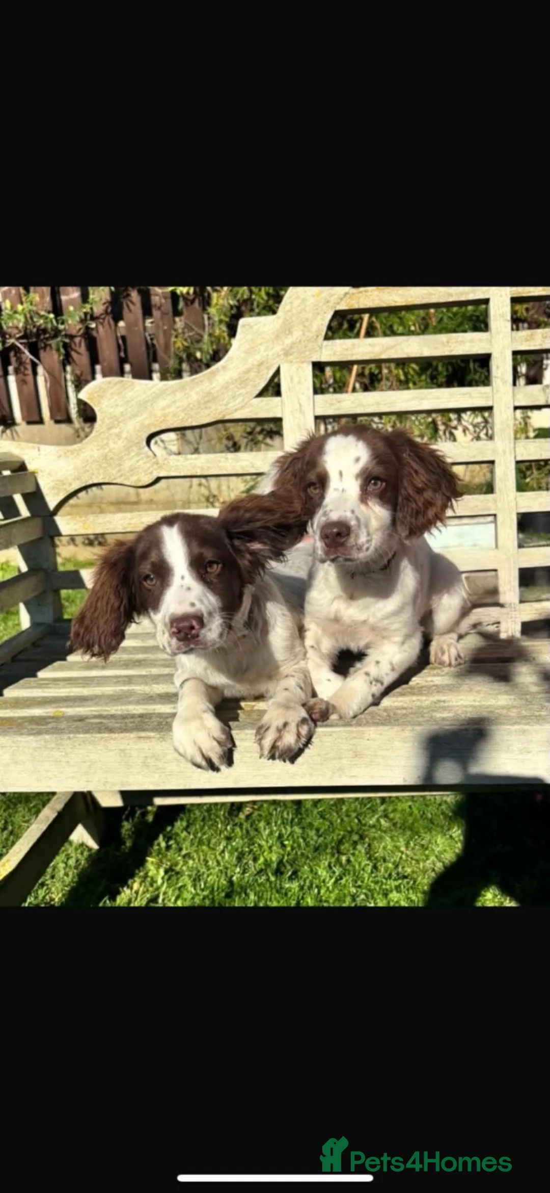 English Springer Spaniel dogs for sale: Kc registered springer spaniel  - Advert 2