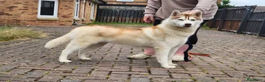 Siberian Husky 1
