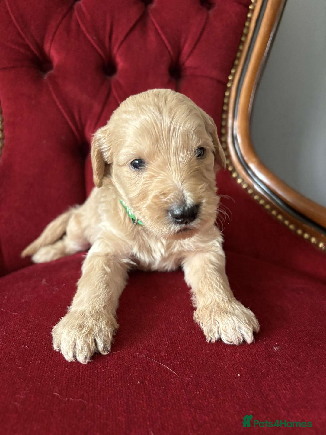 Goldendoodle dogs for sale: Golden Doodle litter  - Image 12