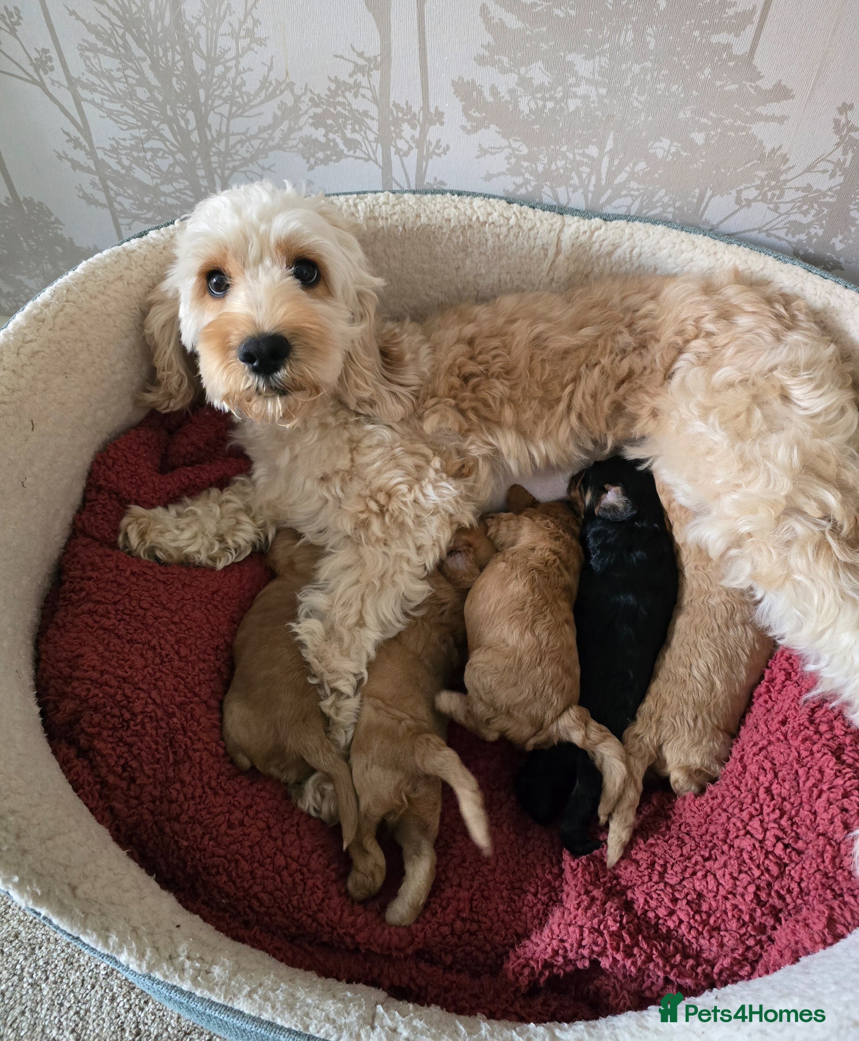 Cockapoo dogs Beautiful litter of F1b Cockapoo pups - Advert 1