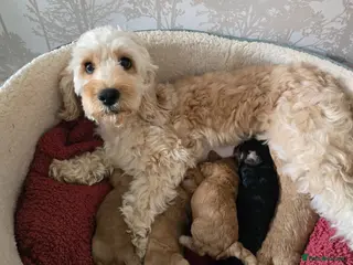 Cockapoo dogs Beautiful litter of F1b Cockapoo pups - Advert 1