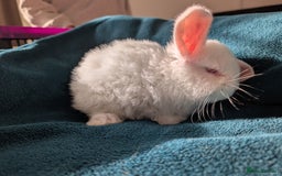 French Lop rabbits for sale: GIANT FRENCH LOPS - Image 5