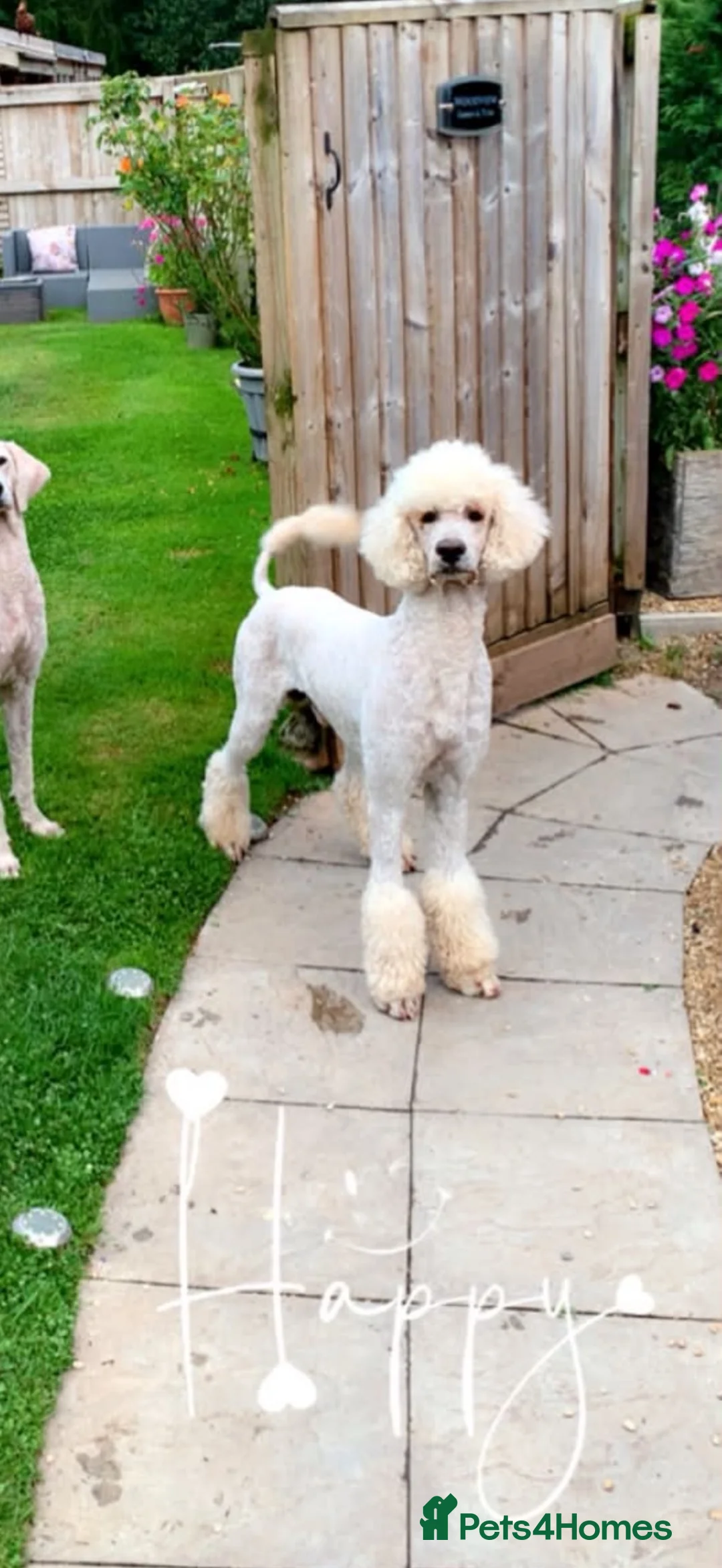 Labradoodle dogs for sale: Labradoodle multi generation  in Bath - Advert 10