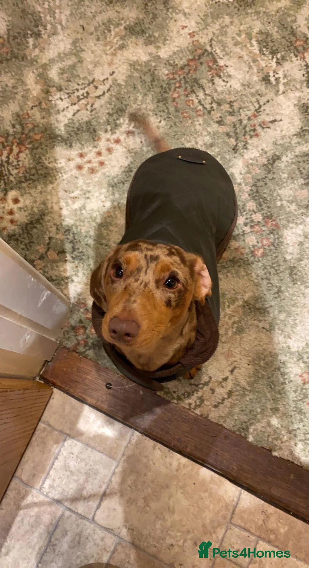 Miniature Dachshund dogs for sale: Gorgeous Chocolate Dapple Boy for rehoming - Advert 3