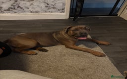 Cane Corso dogs for sale: Female cane corso  - Image 3