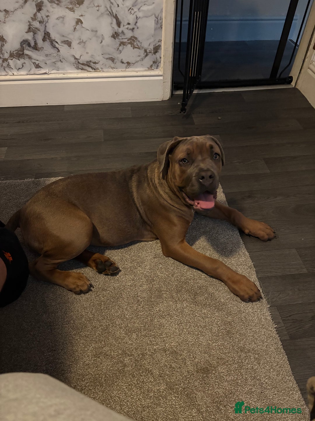 Cane Corso dogs for sale: Female cane corso  - Image 3