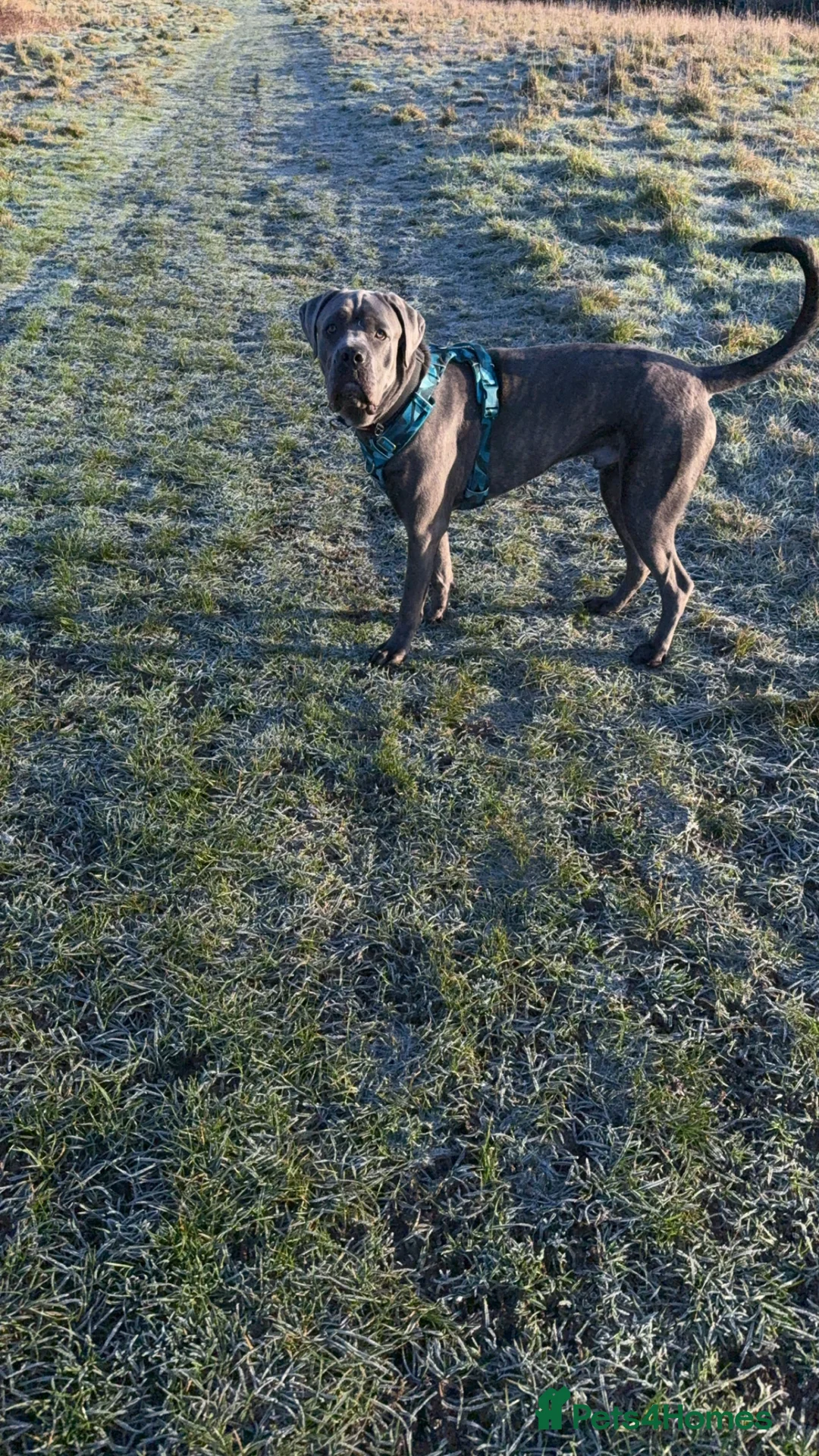 Cane Corso dogs for sale: 10 month old cane corso  - Advert 5