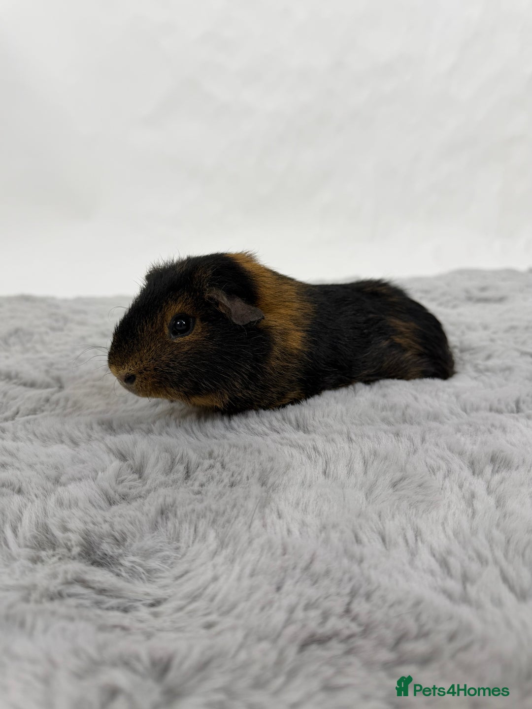 Guinea Pig rodents for sale: Alvin the guinea pig - Advert 2