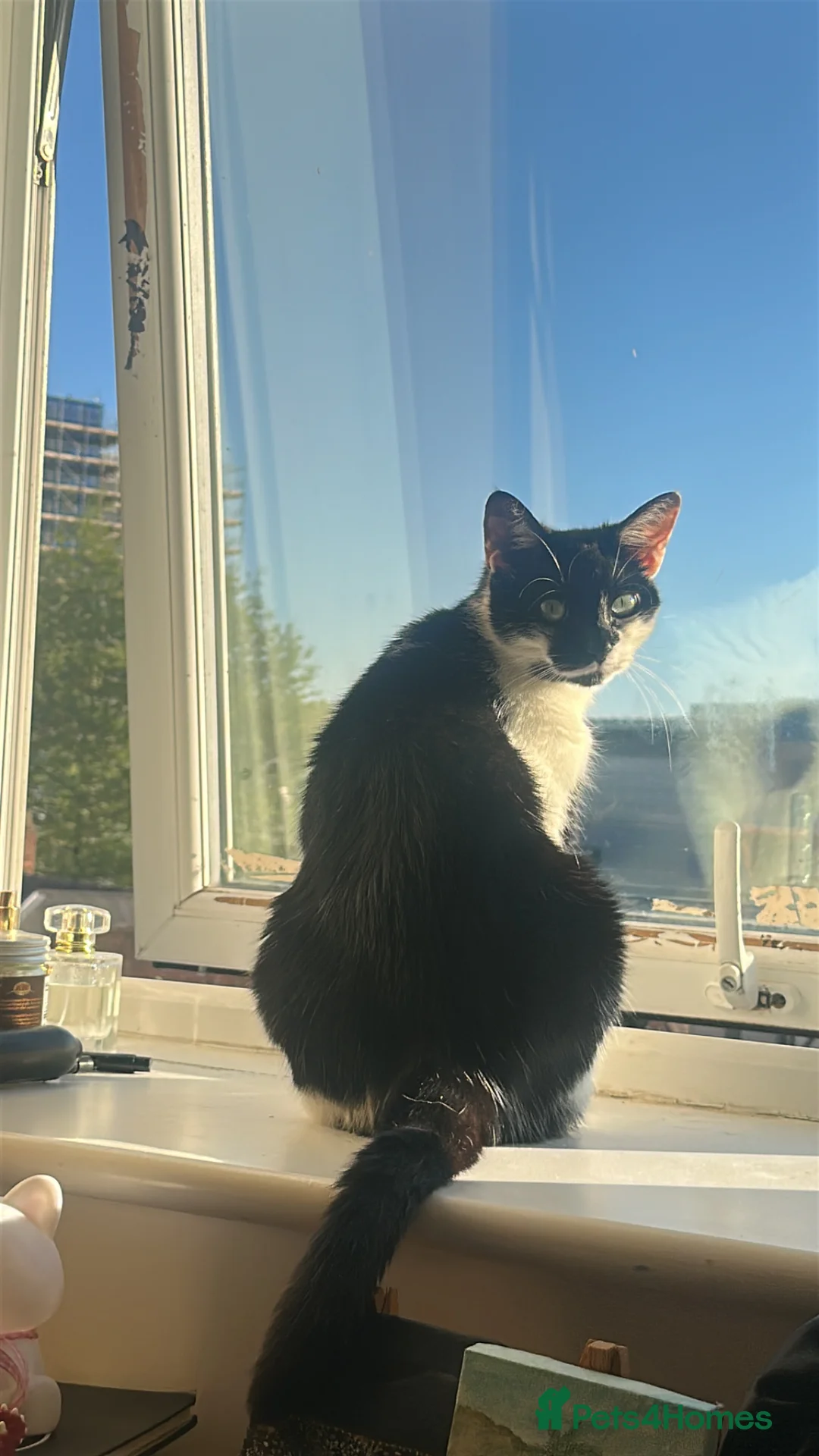 Domestic Shorthair cats for sale: Rehoming my lovely cat Miya - Advert 1
