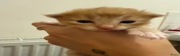Mixed Breed cats for sale: Fluffy Kittens  - Advert 5
