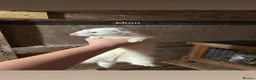 Ferret rodents for sale: Male ferret kits for sale  in Oakham - Advert 9