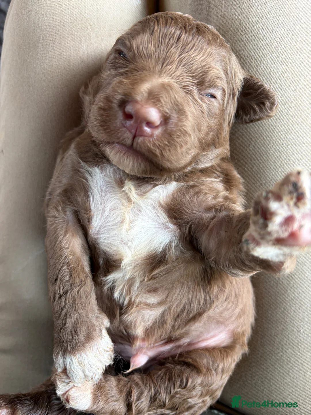 Bernedoodle dogs for sale: Merle Bernedoodle Available  - Advert 2