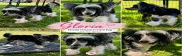 Chinese Crested dogs for adoption: 🐾 Gloria – Female Chinese Crested Dog 🐾 - Advert 3