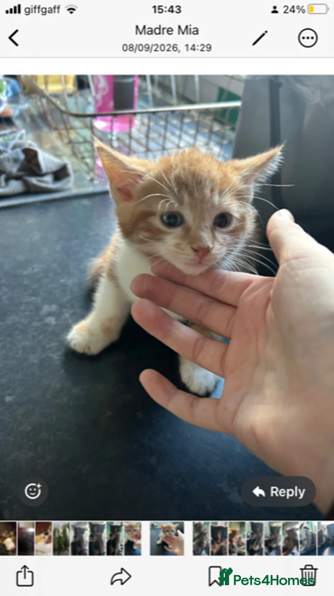 Mixed Breed cats for sale: six lovely kittens ready this weekend  in Bradford - Advert 2
