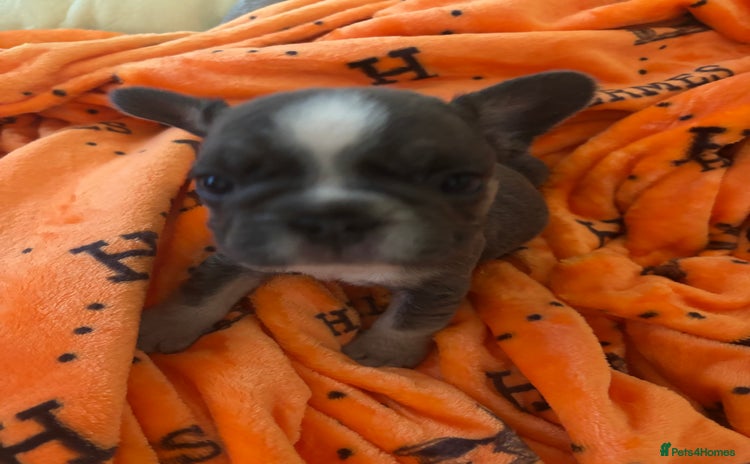 French Bulldog dogs - Advert 3
