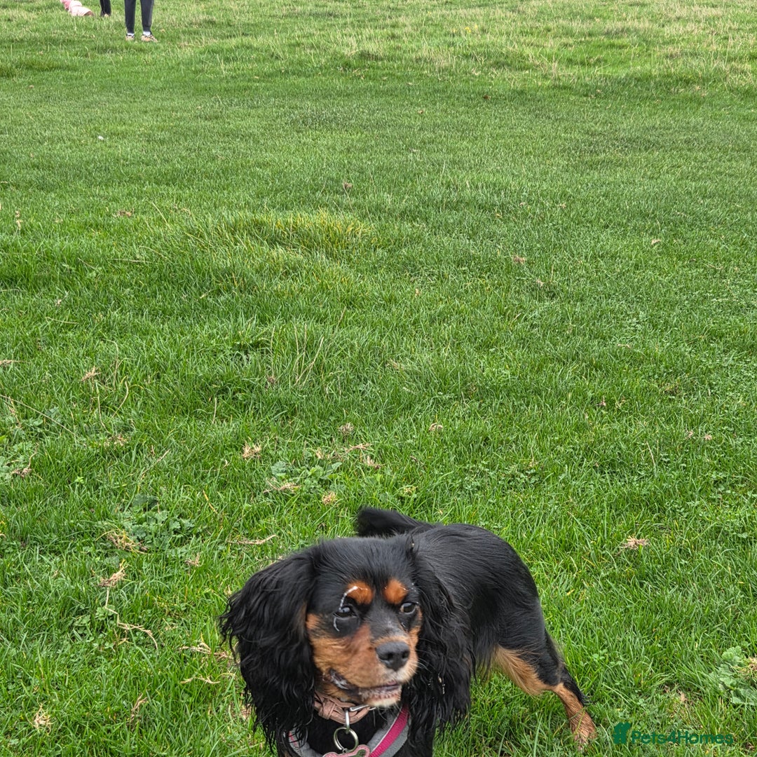 Cavalier King Charles Spaniel dogs for sale: Beautiful kc king charles pup for sale - Image 4