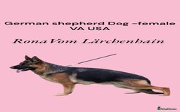 German Shepherd dogs for stud: KC Registered German Shepherd Stud in Stafford - Image 18
