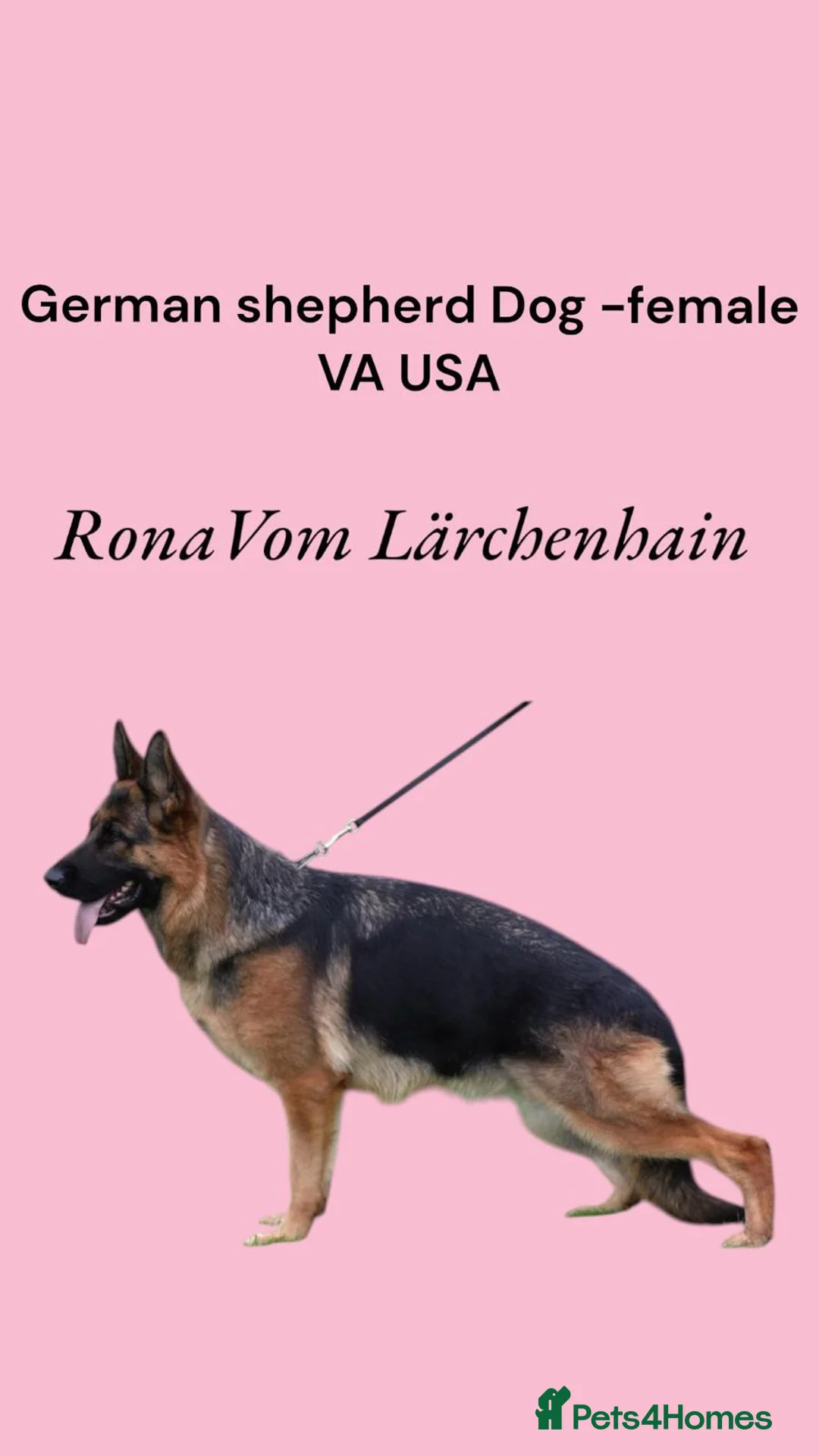 German Shepherd dogs for stud: KC Registered German Shepherd Stud in Stafford - Advert 18