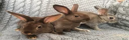 Rex rabbits for sale: Beautiful velvet mini Rex & Rex rabbits - Advert 20