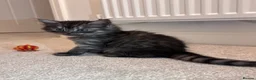 Siberian cats for sale: 4 Stunning Siberian X Norwegian Forest Kittens🐾   - Advert 6