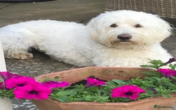 Labradoodle dogs for stud: Very special Australian labradoodle stud dog in Bedford - Image 2