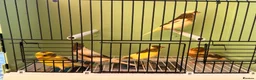 Canaries birds for sale: x5 harlequin canary’s this year  - Advert 4