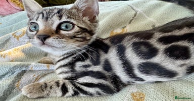 Bengal cats - Advert 12