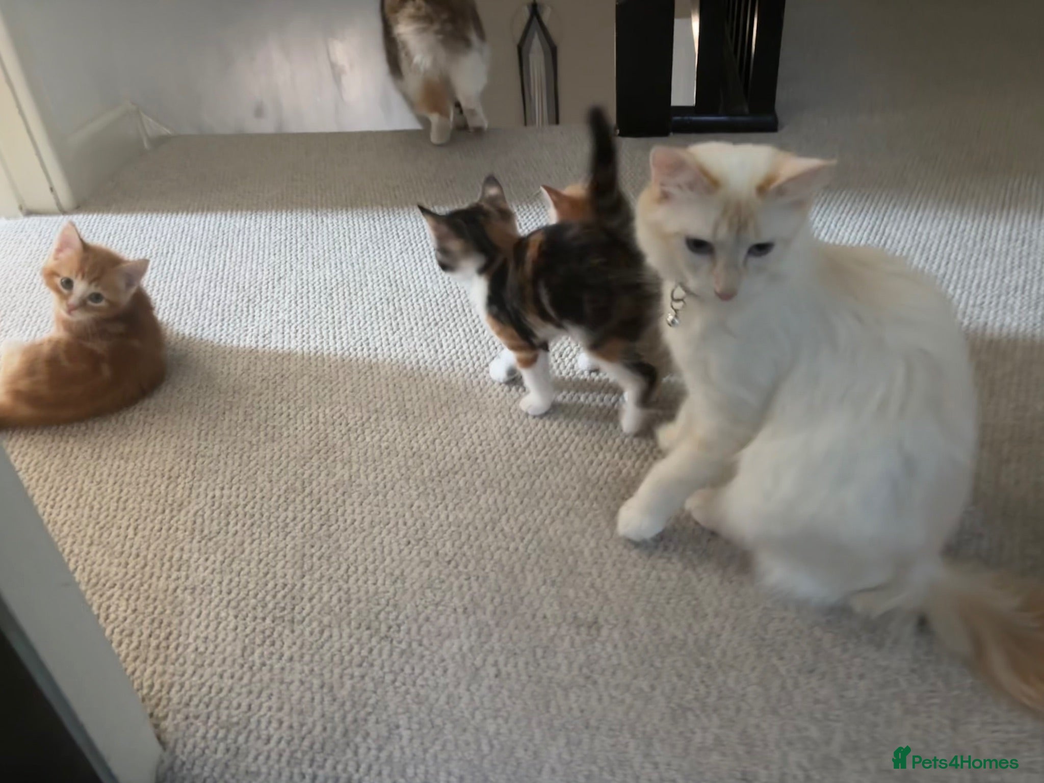 Mixed Breed cats 2 boys and 1 girl kittens available  - Advert 10