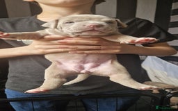 American Bully dogs for sale: Pocket bully pups  - Image 3