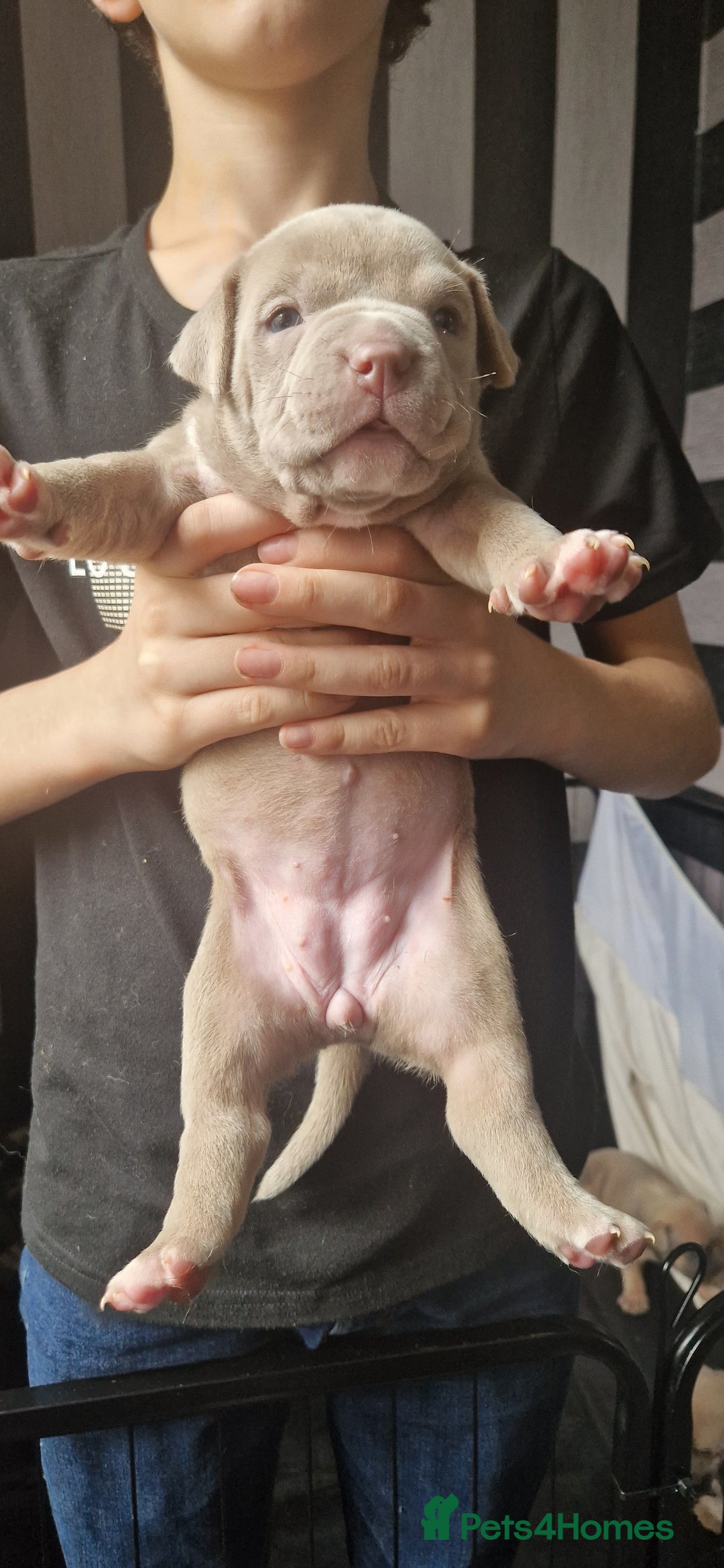 American Bully dogs for sale: Pocket bully pups  - Image 3