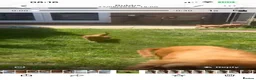 Cavapoo dogs for sale: Cavapoo - Advert 24