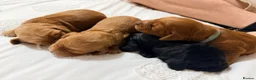 Cockapoo dogs for sale: Cockapoo f1b  in Lincoln - Advert 6