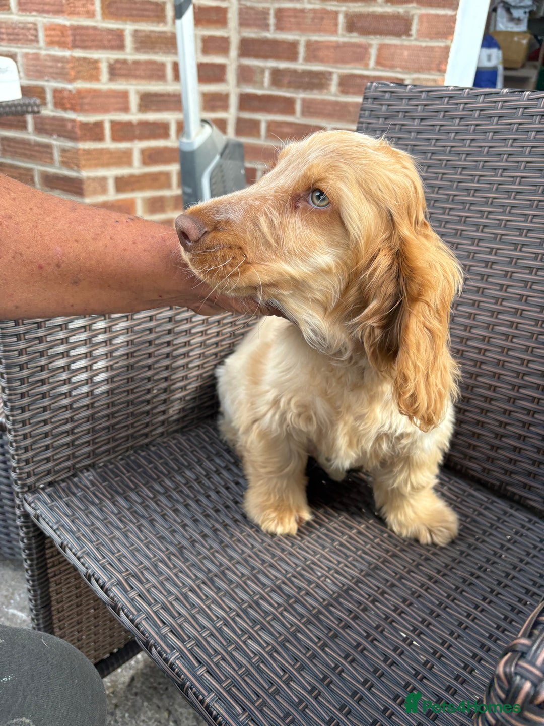 Cocker Spaniel dogs for sale: Show cocker spaniels in Doncaster - Image 33