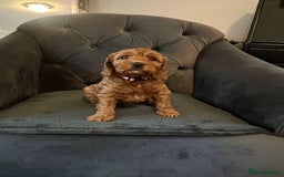 Cockapoo dogs for sale: F2 Cockapoo Puppies Ready for Forever Homes 🐶  - Image 7