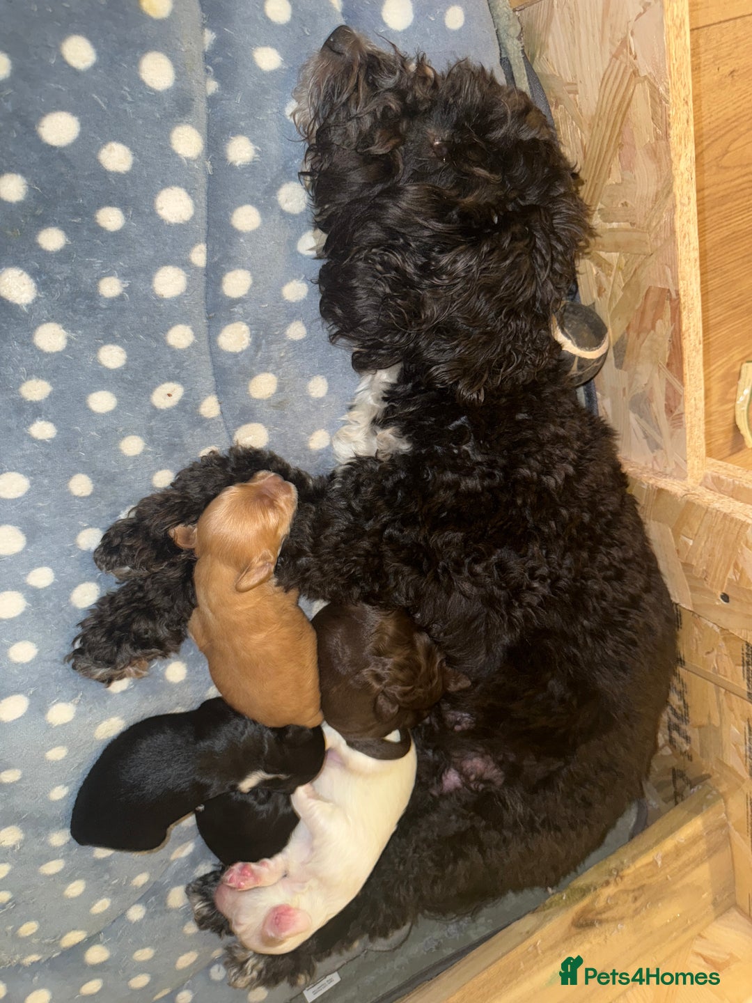 Cockapoo dogs for sale: Cockapoo pups  - Image 9