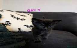 Mixed Breed cats for sale: Adorable kittens ready 12th October!! 🎃 - Image 6