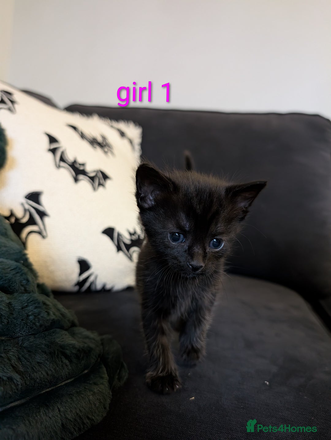 Mixed Breed cats for sale: Adorable kittens ready 12th October!! 🎃 - Image 6