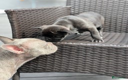 French Bulldog dogs for sale: 4 cute puppies looking for new loving homes - Image 12