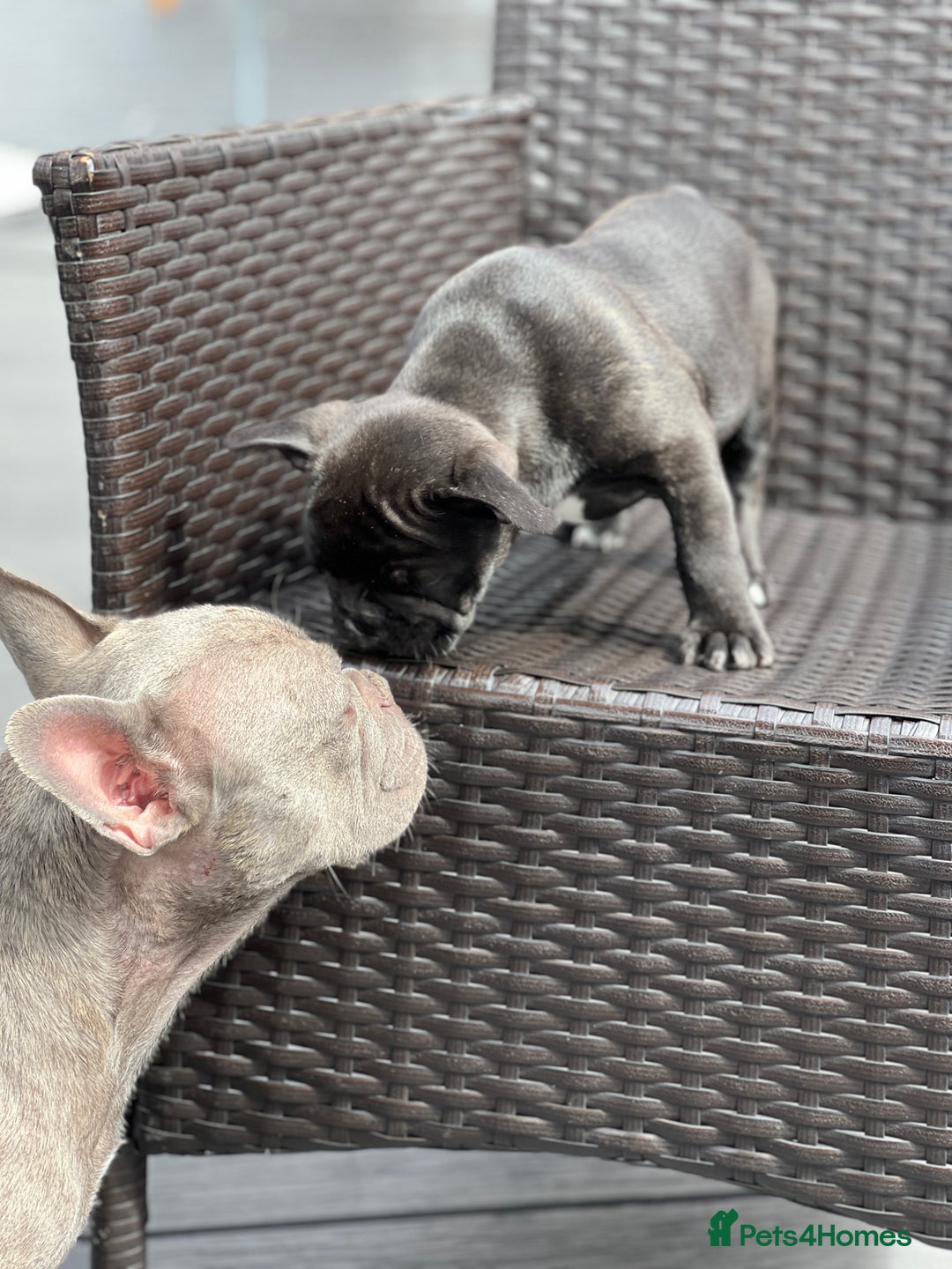 French Bulldog dogs for sale: 4 cute puppies looking for new loving homes - Image 12
