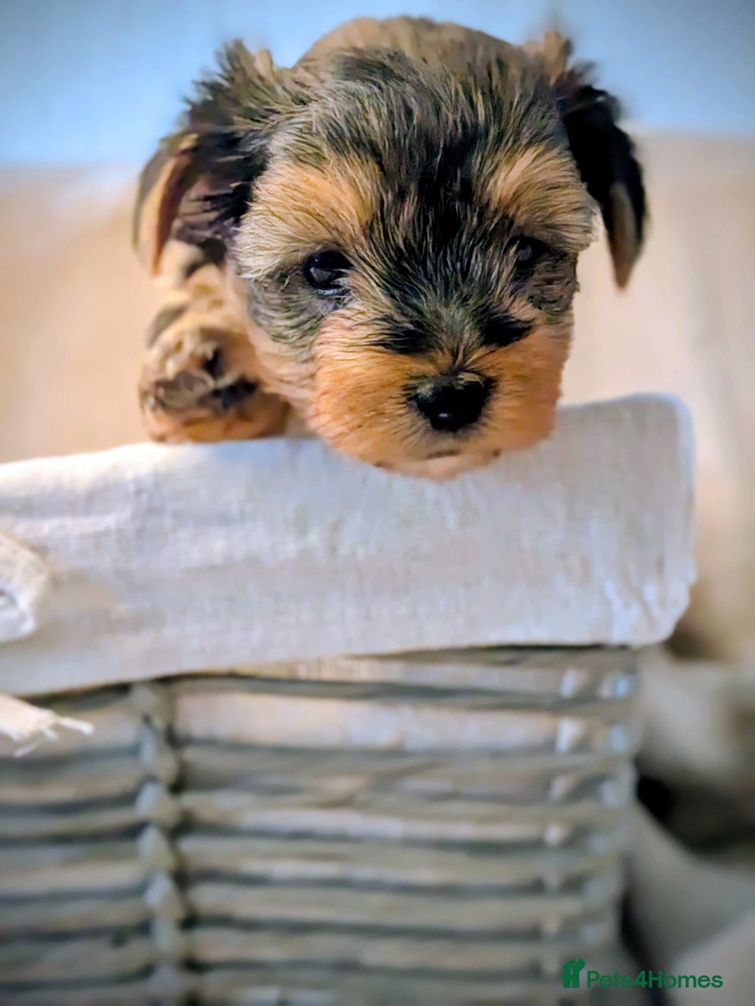 Yorkshire Terrier dogs for sale: 7 male Yorkshire terriers ready to leave.  - Image 33