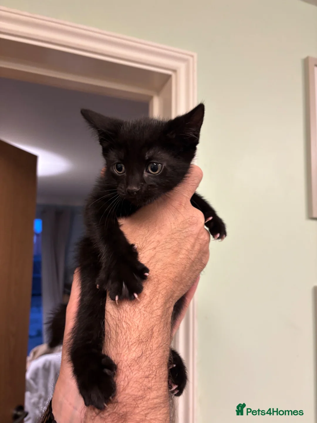 Mixed Breed cats for sale: 3 beautiful tabby/Ragamese kittens for sale!! - Advert 2