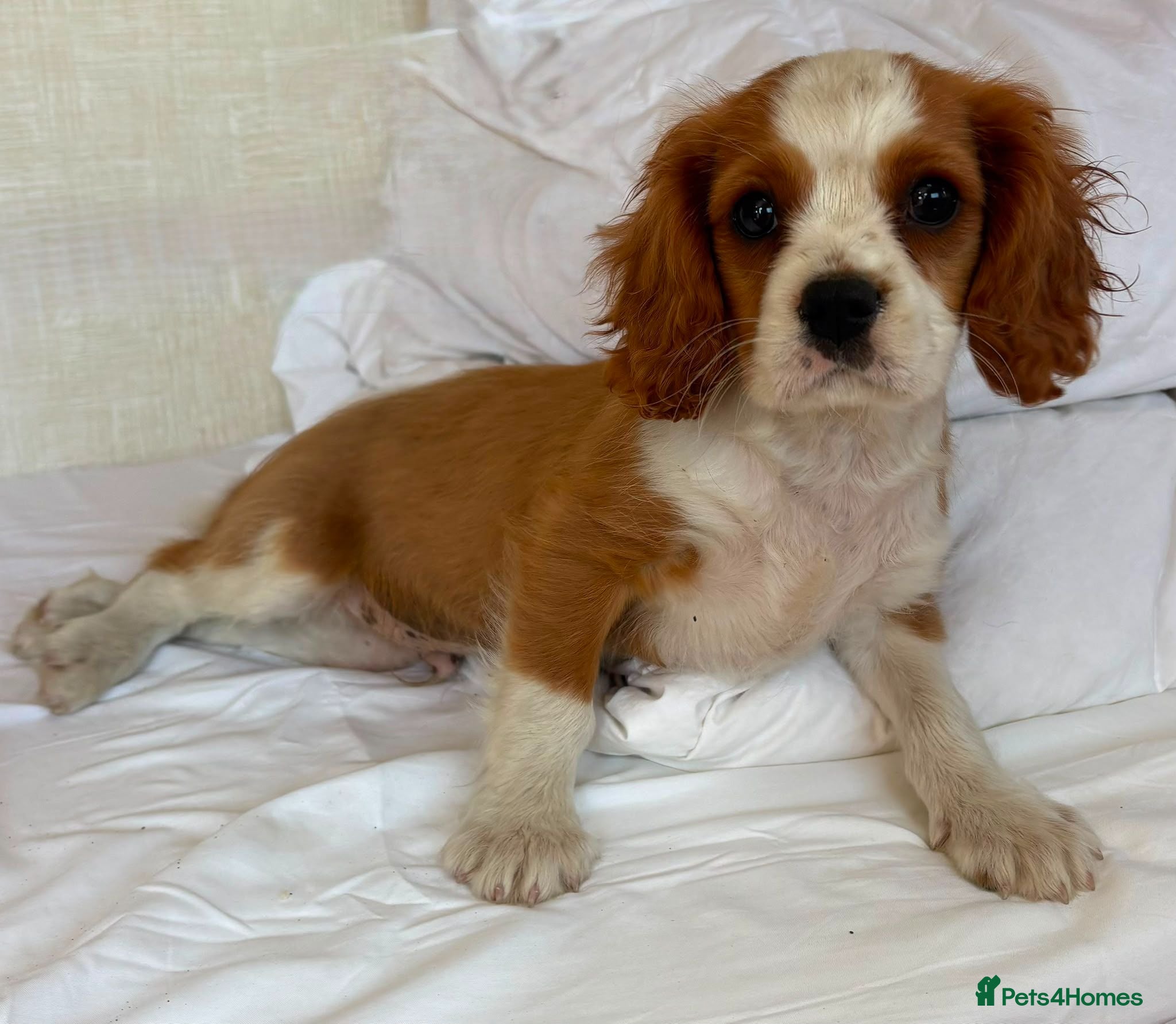 Cavalier King Charles Spaniel dogs Beautiful cavalier puppies last boy avalible - Advert 1