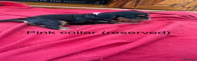 Pink collar girl (reserved)