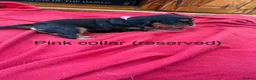 Cavalier King Charles Spaniel dogs for sale: Stunning Cavalier King Charles Puppies in Pencader - Advert 7