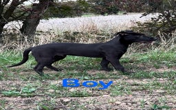 Lurcher dogs for sale: Bull x lurcher pups for sale - Image 3